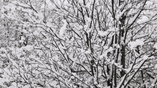 An image of some trees in the snow