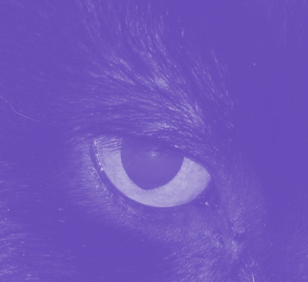 Image of a cat's eye