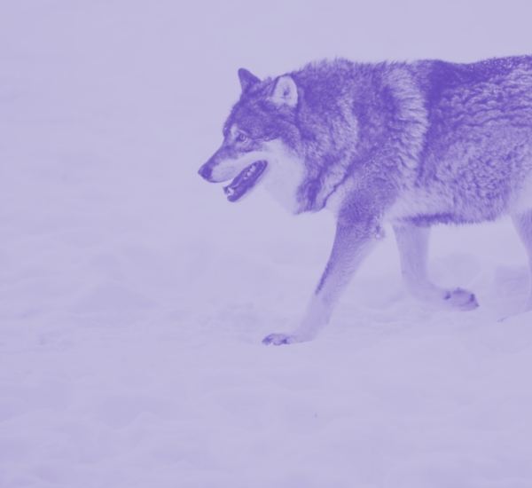 Image of a wolf
