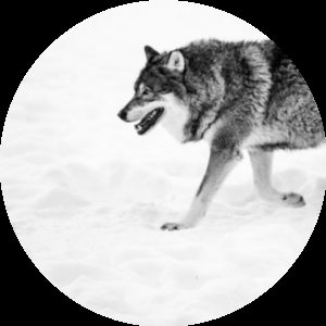 Image of a wolf