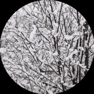 An image of some trees in the snow